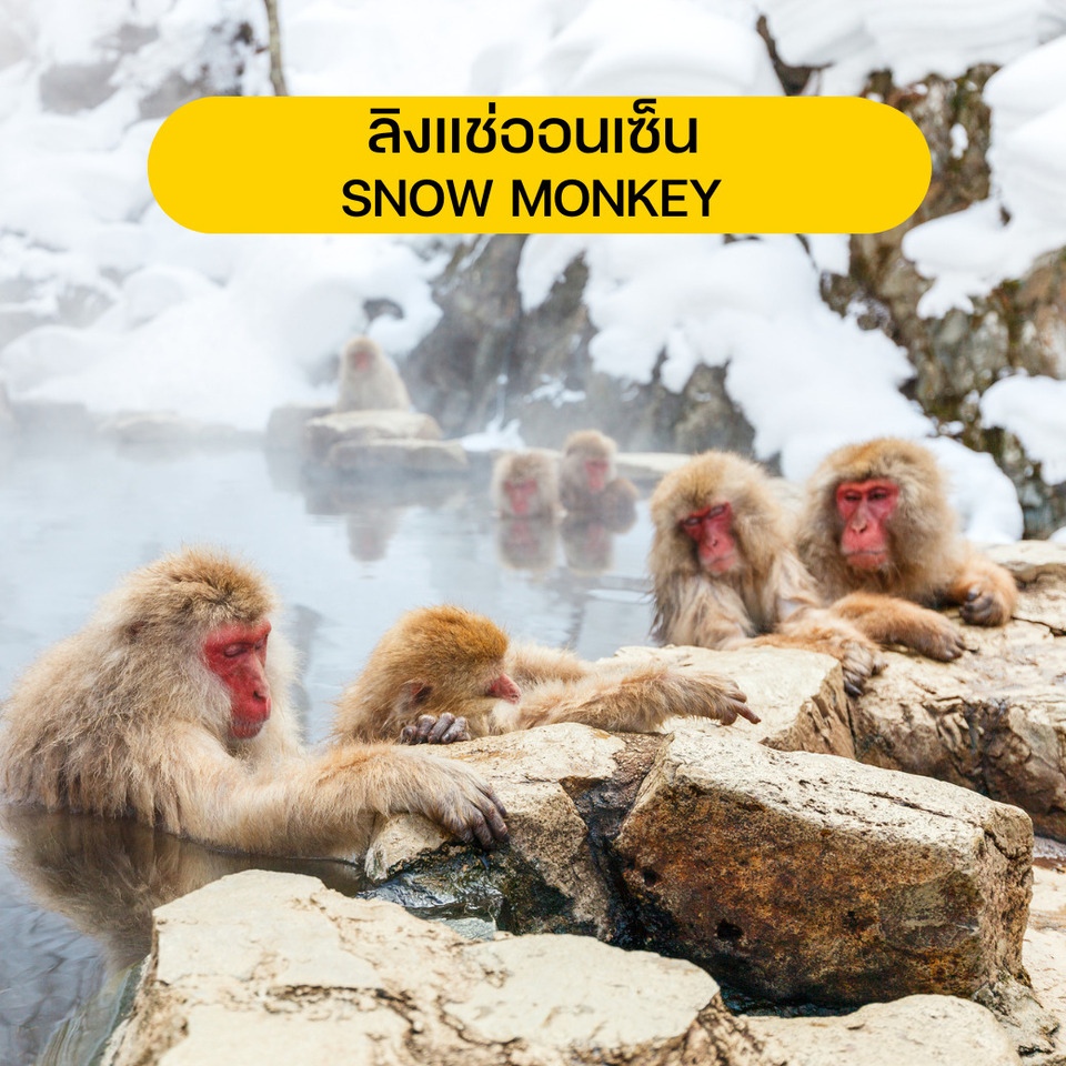 SNOW MONKEY